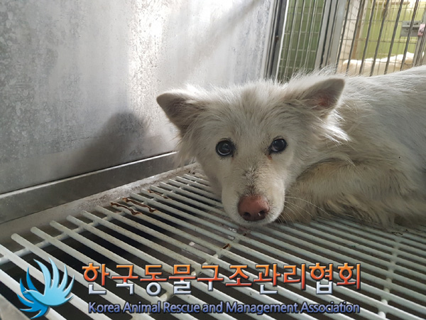 한국동물구조관리협회_441560202500175